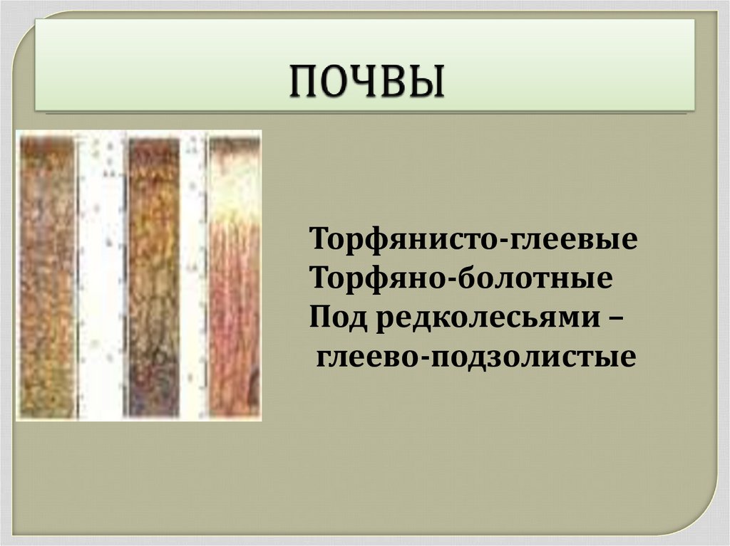 Тундра глеевые почвы плодородие. Торфяно-подзолисто Болотная почва. Тип почвы тундрово-глеевые. Болотно-торфяные глеевые почвы. Почвенный профиль торфяно Болотной почвы.