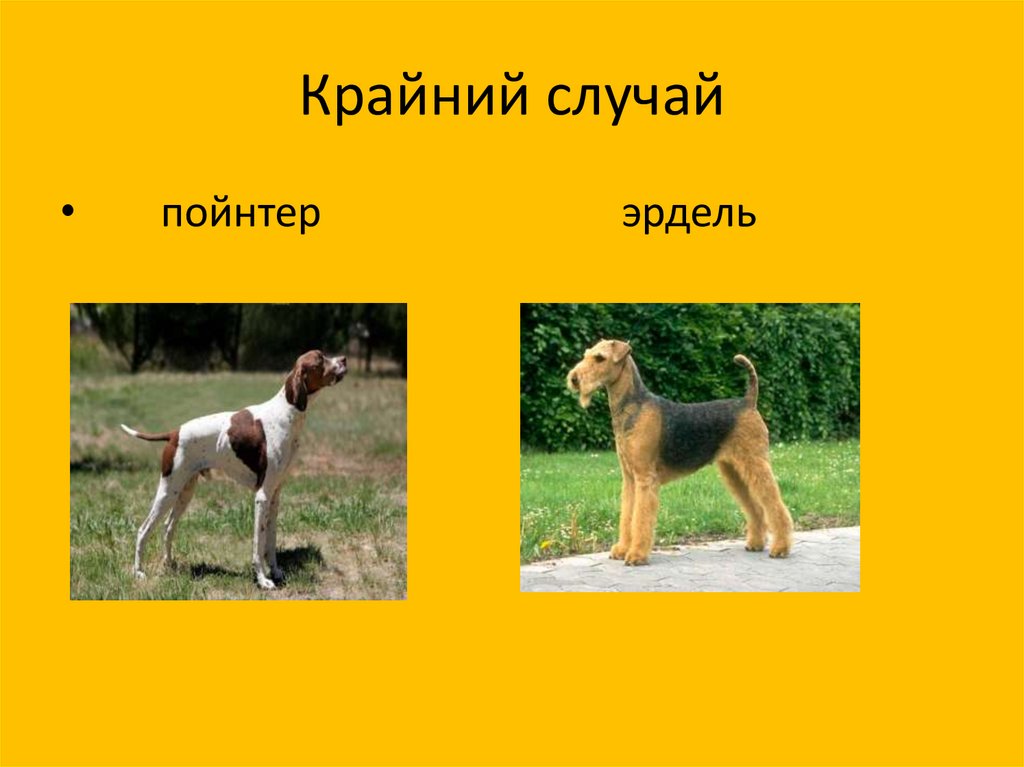 Крайний случай