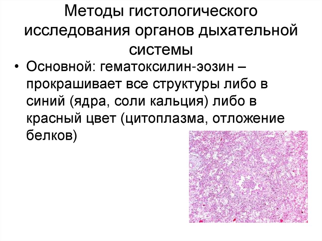 Методы исследования дыхательной системы презентация