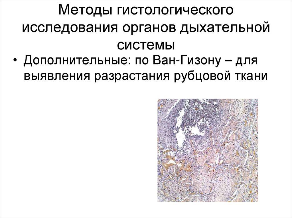 Методы гистологического исследования органов дыхательной системы