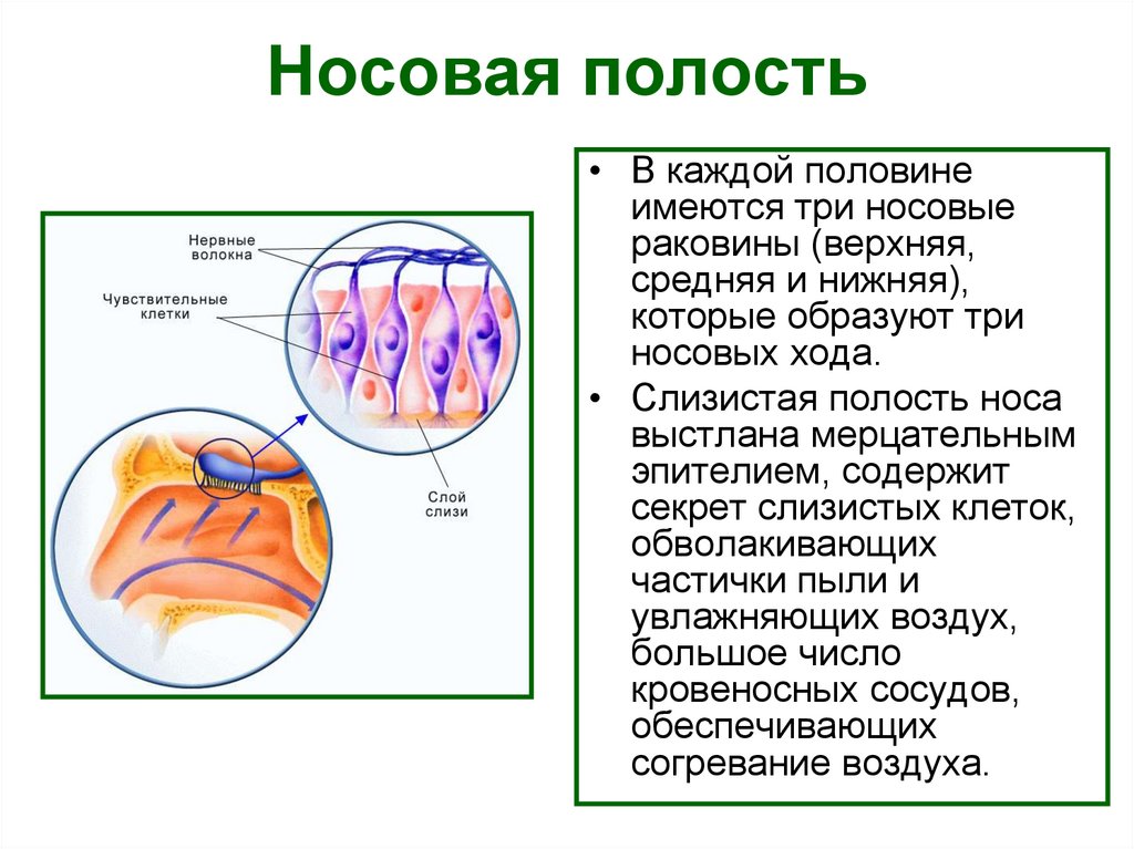 Носовая полость