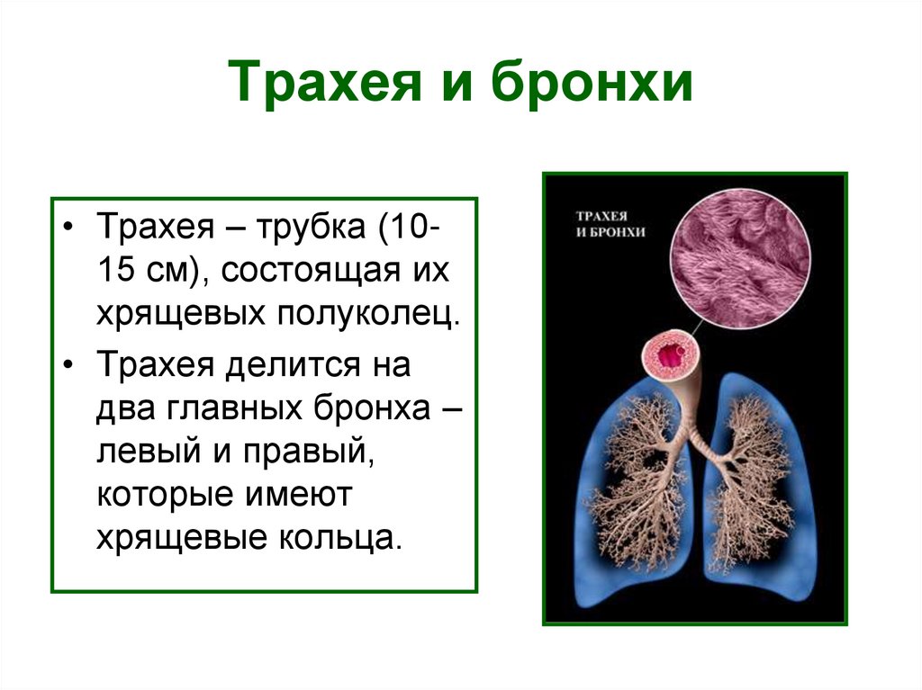 Трахея и бронхи
