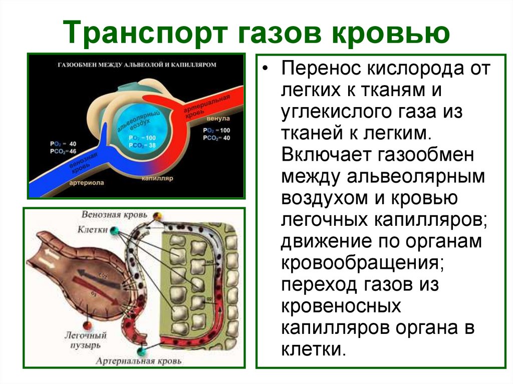 Транспорт газов кровью