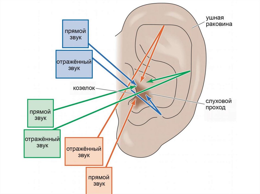 Центр слуха звуки. Слуховая сенсорная система человека. Ушная раковина слуховая система. Физиология ушной раковины. Схема слуховой сенсорной системы.