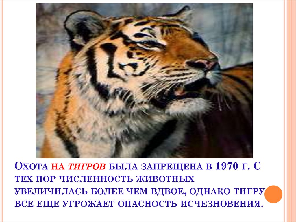 Охота на тигров была запрещена в 1970 г. С тех пор численность животных увеличилась более чем вдвое, однако тигру все еще