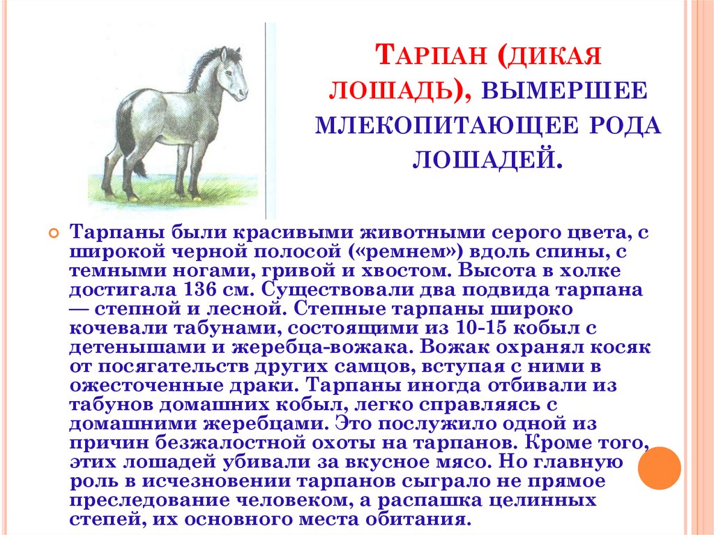 Тарпан (дикая лошадь), вымершее млекопитающее рода лошадей.