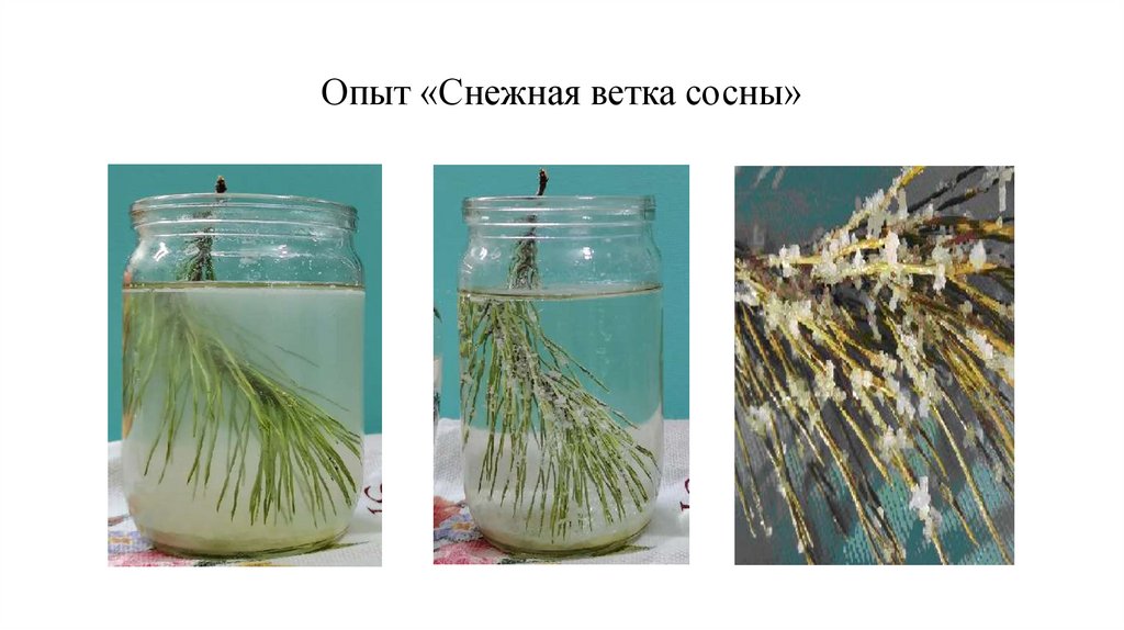 Опыт «Снежная ветка сосны»