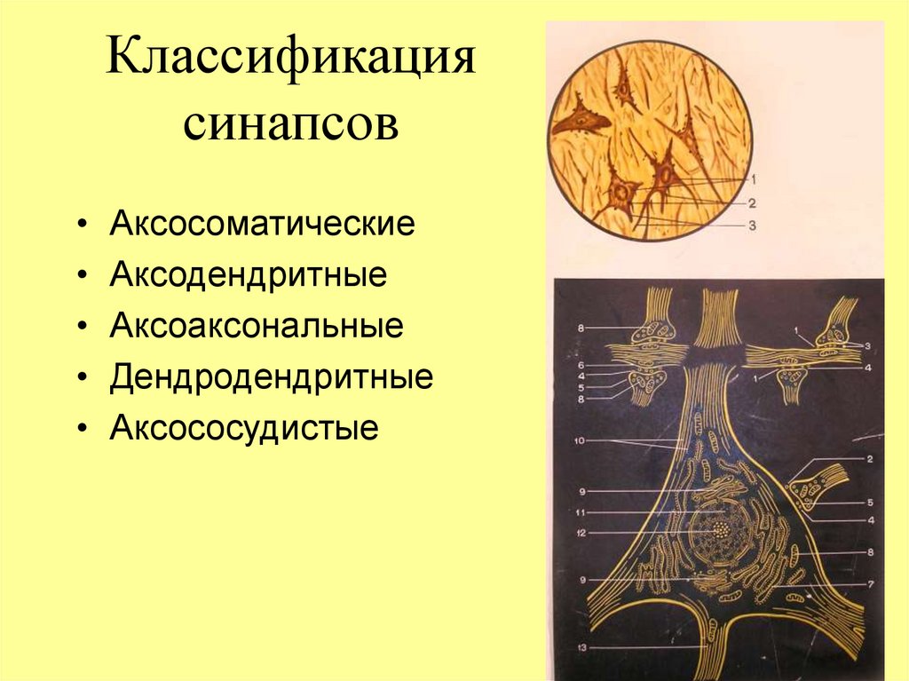 Классификация синапсов