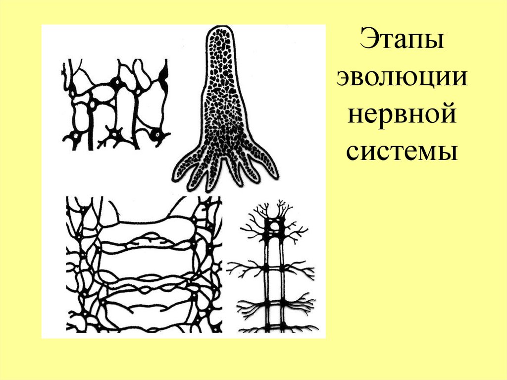 Этапы эволюции нервной системы