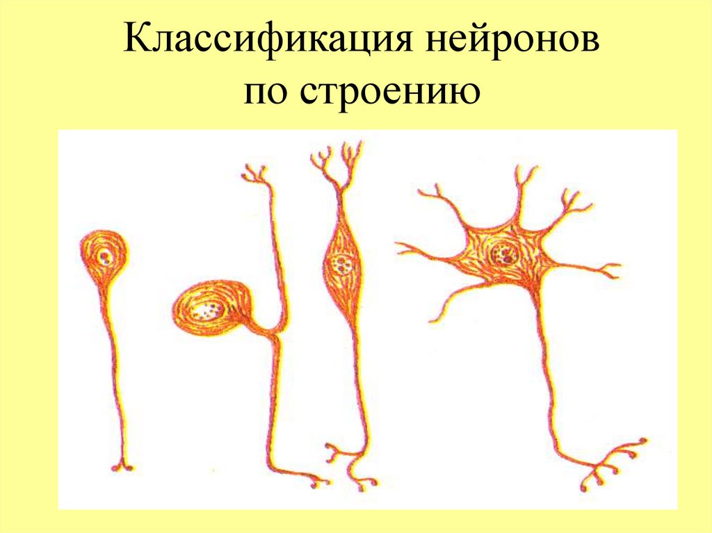 Классификация нейронов. Классификация нейронов по строению