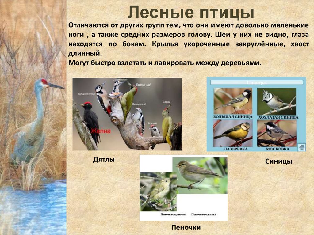 Экологические группы птиц. Экологические группы птиц с примерами. Группы новонебных птиц. Экологические группы птиц таблица.