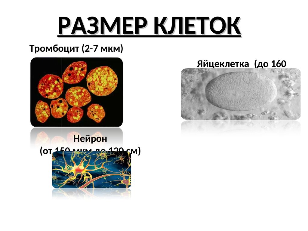 3 формы клеток. Полигальной формы клетки. Напоить клетки.