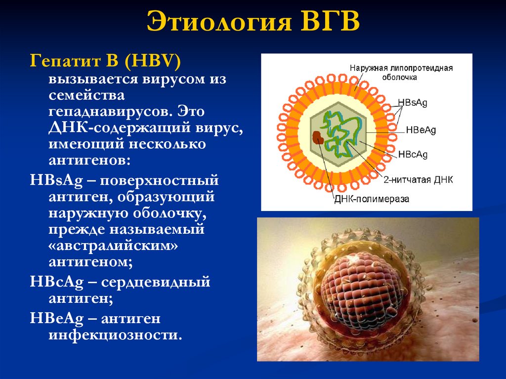 Гепатит описание вируса. Вирус гепатита в. Гепатит с этиология. Возбудитель гепатита а. Этиология вирусных гепатитов.