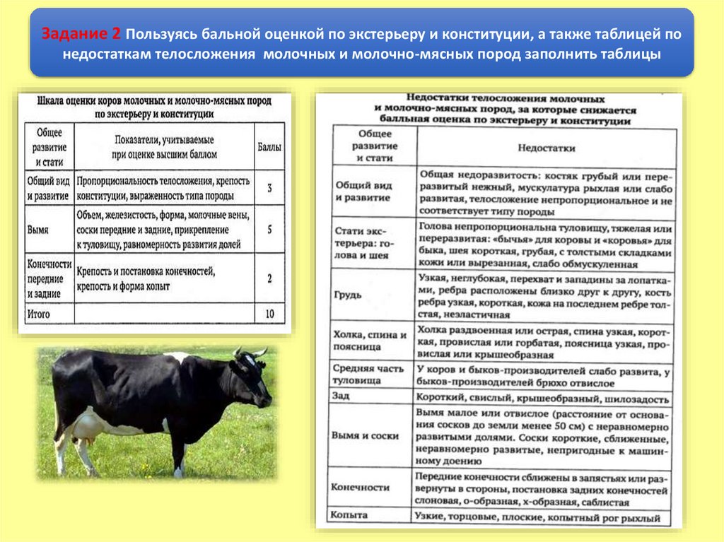 Оценка по экстерьеру