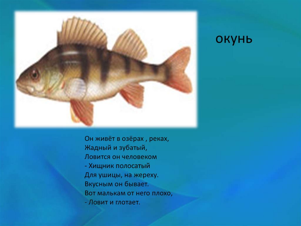 Описание окуня 1. Загадка про окуня. Рассказ про окуня. Загадки про речные рыбы для детей. Окунь презентация для детей.