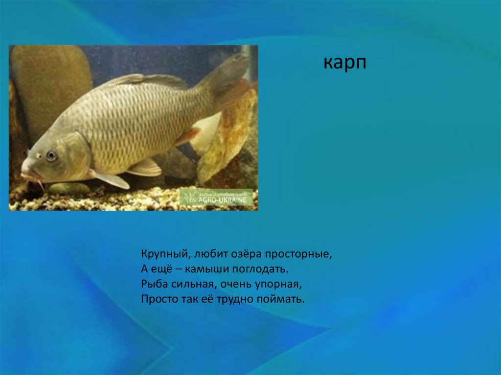Информация про рыб. Доклад про рыб. Доклад про карпа. Рыба для презентации. Презентация на тему Карп.