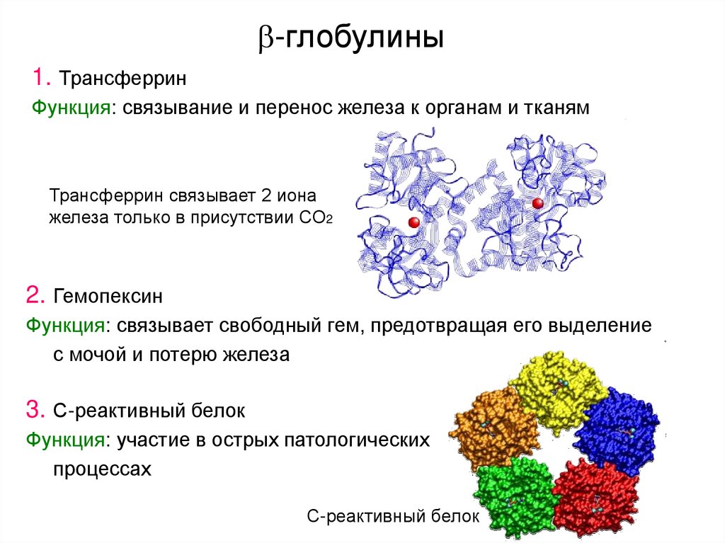 Глобулин