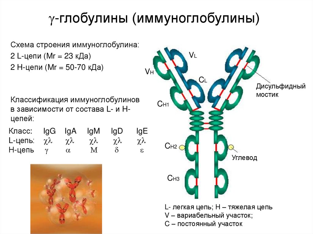 Иммуноглобулин е 5. Схема строения иммуноглобулина g. Классы иммуноглобулинов схема. Строение иммуноглобулина е. Тяжелые и легкие цепи иммуноглобулинов.