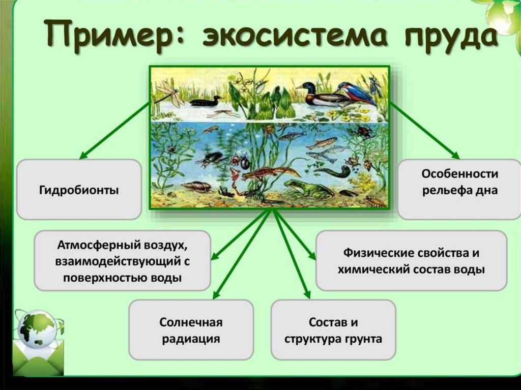 На рисунках представлен водный и наземный биоценоз приведите два различия в данных биоценозах