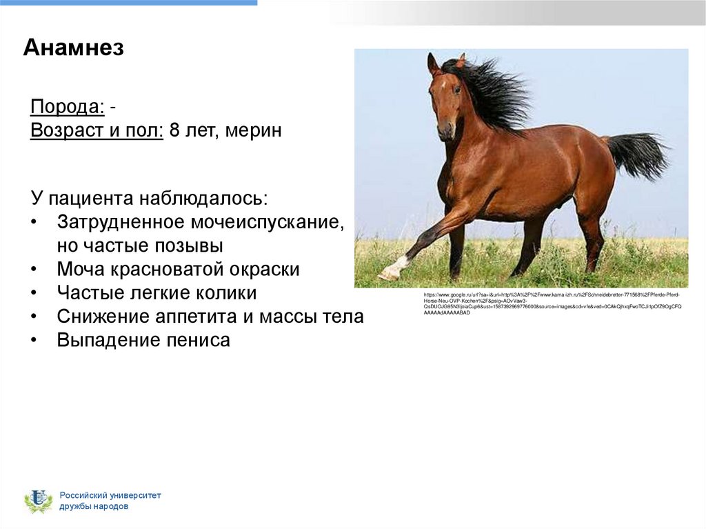 Цистолитиаз у лошади - презентация онлайн
