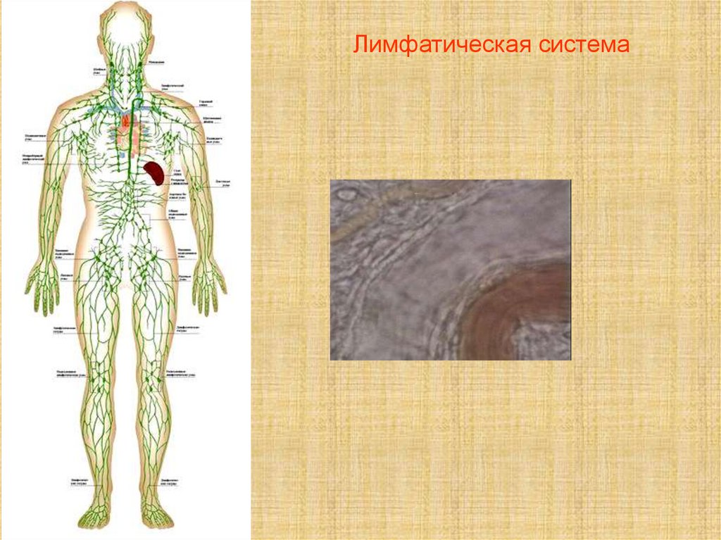 Презентация на тему лимфатическая система