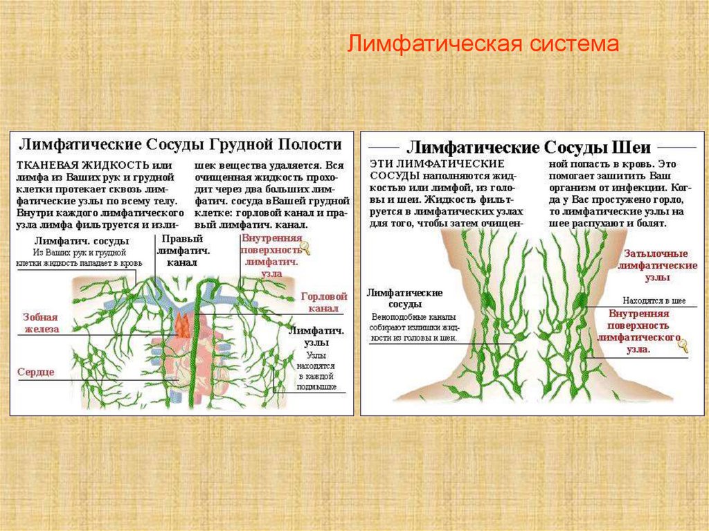Фиброзные лимфоузлы. Лимфатическая система схема сосудов. Лимфатические системы лимфатические узлы лимфатические сосуды. Сосуды лимфатической системы таблица. Лимфатическая система головы и тела.