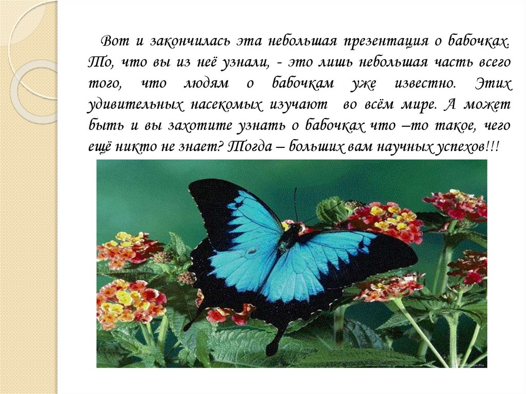 В чем сходство и различие бабочек. Рассказ о бабочке. Бабочки для презентации. Бабочки для презентации для детей. Доклад про бабочку.