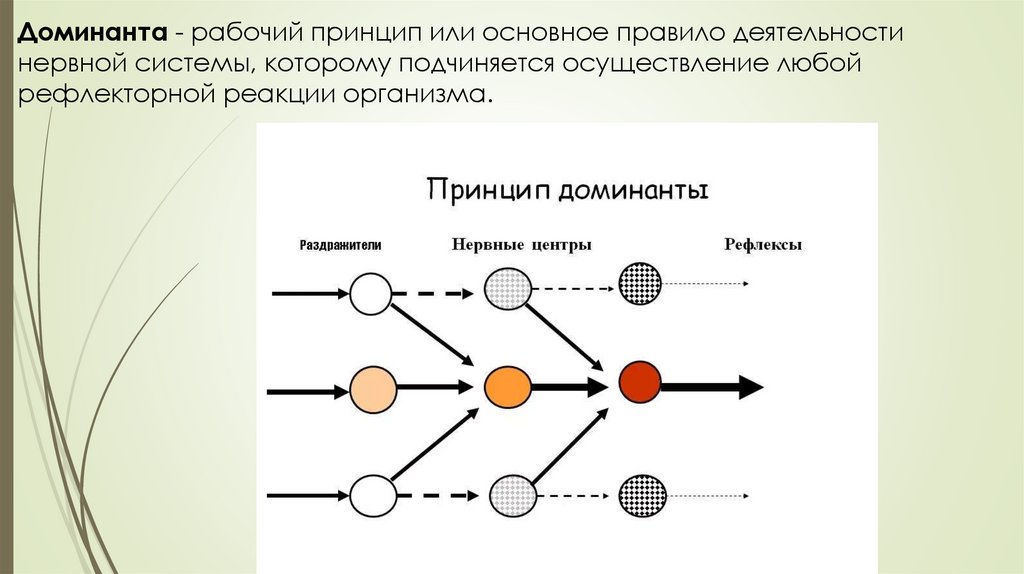 Презентация о доминанте