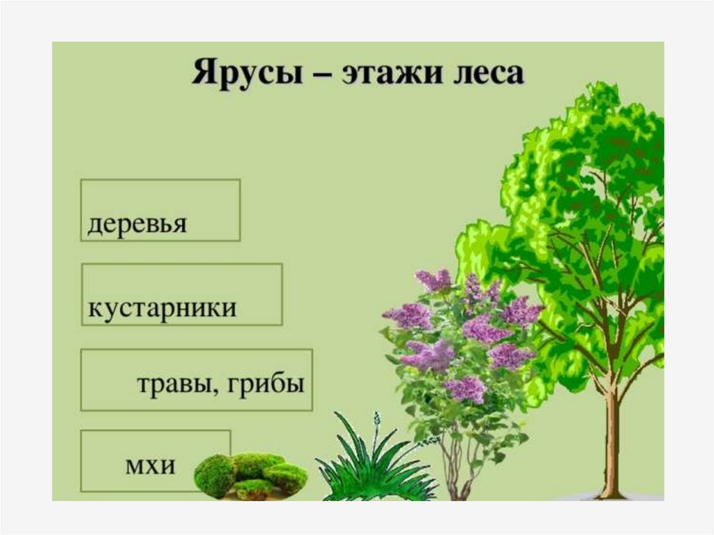 Растения 4 яруса леса. Ярусность растений. Ярусность растений леса. Травяной ярус леса. Этажи ярусы леса.