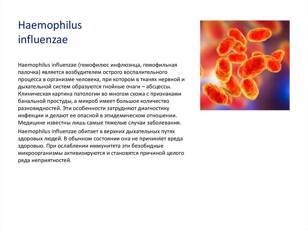 Haemophilus influenzae 10. Бактерии Haemophilus influenzae. Гемофильная палочка резистентность. Гемофильная палочка микробиология. Haemophilus influenzae микробиология.