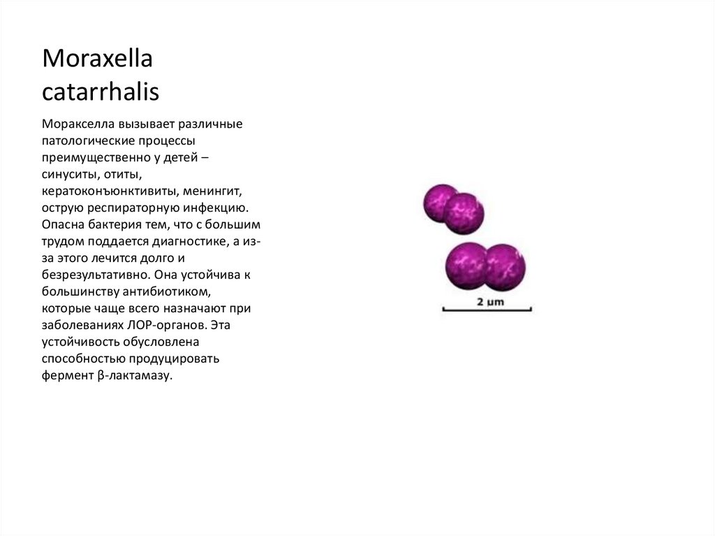 Moraxella catarrhalis что это