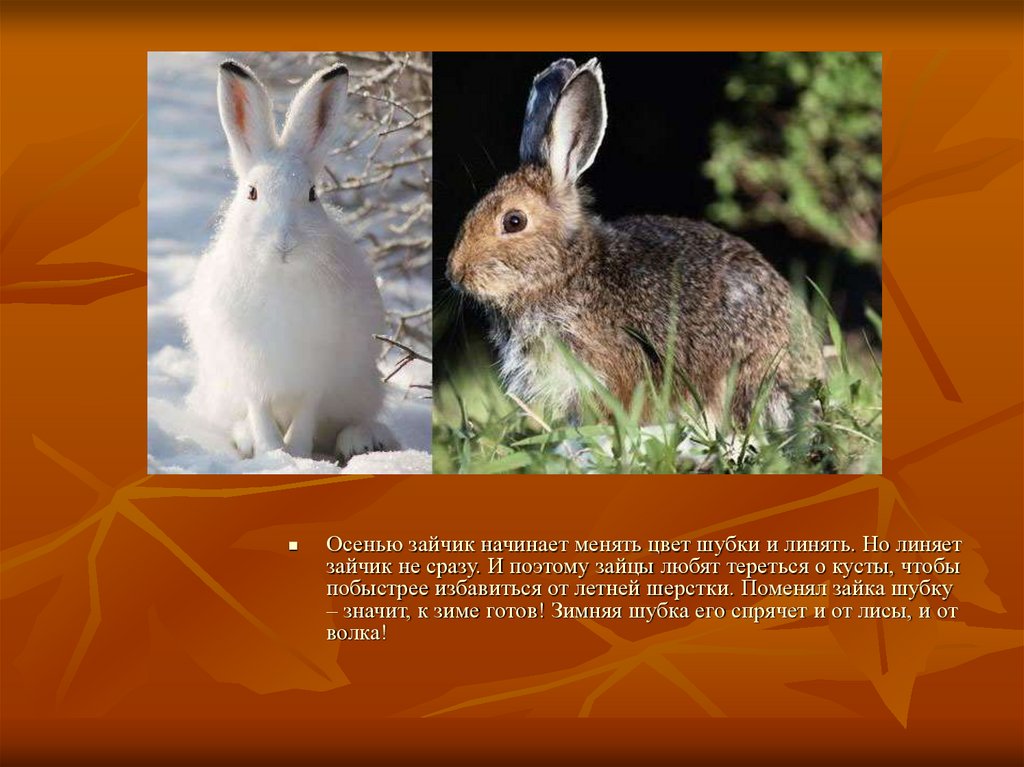 Цвет шерсти зайца. Заяц меняет цвет шубки. Животные меняющие окраску зимой. Звери меняющие окраску зимой для дошкольников. Заяц готовится к зиме.