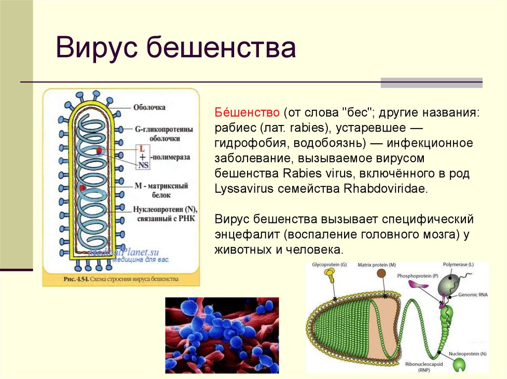 Презентация по микробиологии на тему бешенство