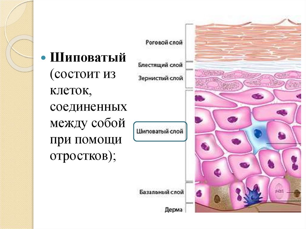 Система покровных органов человека функции