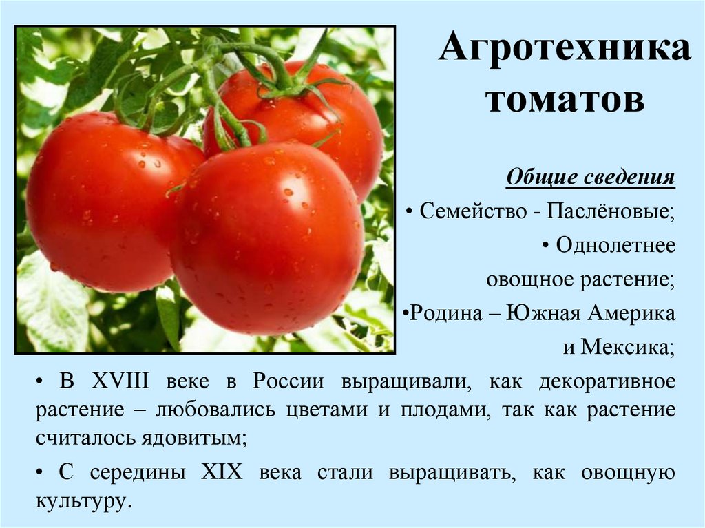 Томат или помидор однолетнее или многолетнее травянистое. Томат семейство Пасленовые.