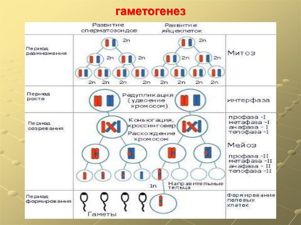 Суть гаметогенеза