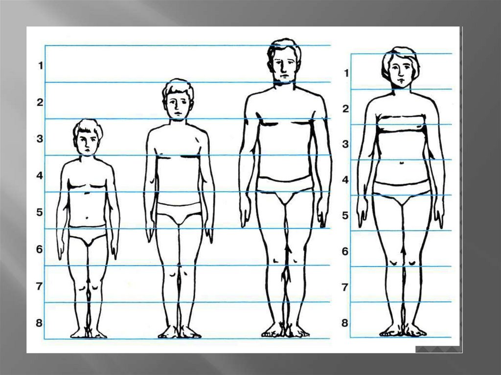 Рисунок насколько. Соотношение пропорций тела человека. Пропорции человека схема. Пропорции тела человека рисунок. Пропорции человека в полный рост схема.
