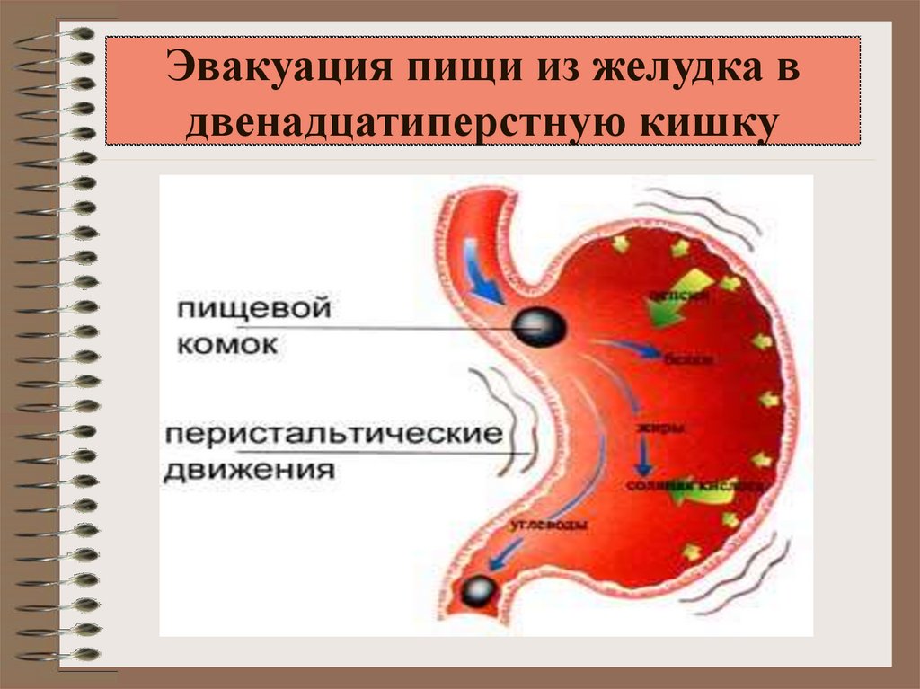 Презентация по биологии пищеварение в желудке и двенадцатиперстной кишки