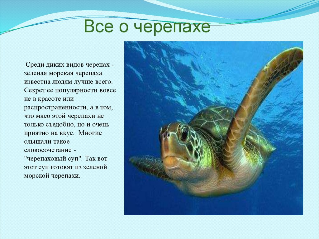 Текст про черепаху. Зеленая морская черепаха красная книга. Сообщение о морской черепахе. Морская черепаха доклад. Зеленая морская черепаха сообщение 4 класс.
