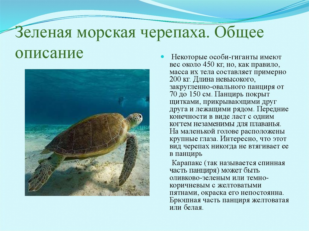 К морским черепахам относится. Морская черепаха. Зелёная морская черепаха из красной книги. Зеленая морская черепаха доклад. Рассказ о морской черепахе.