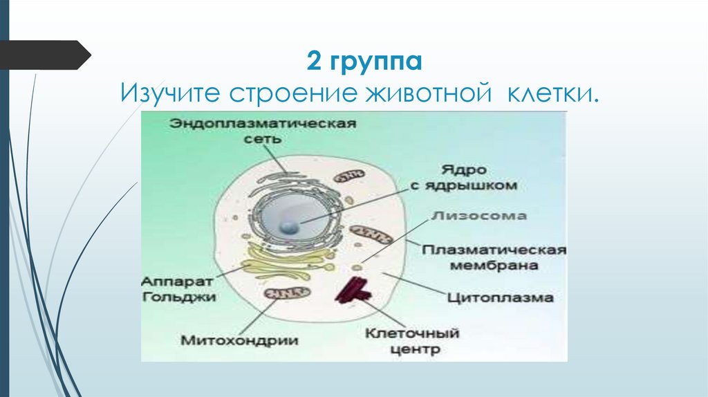 Основные компоненты клетки