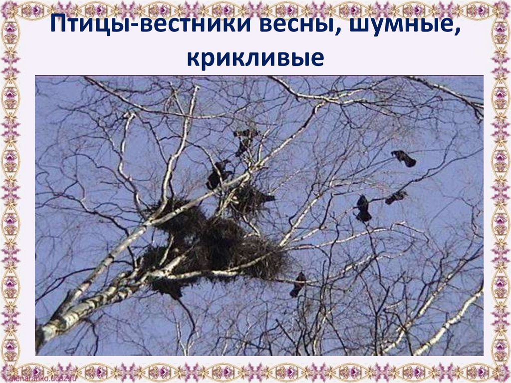 Птицы-вестники весны, шумные, крикливые