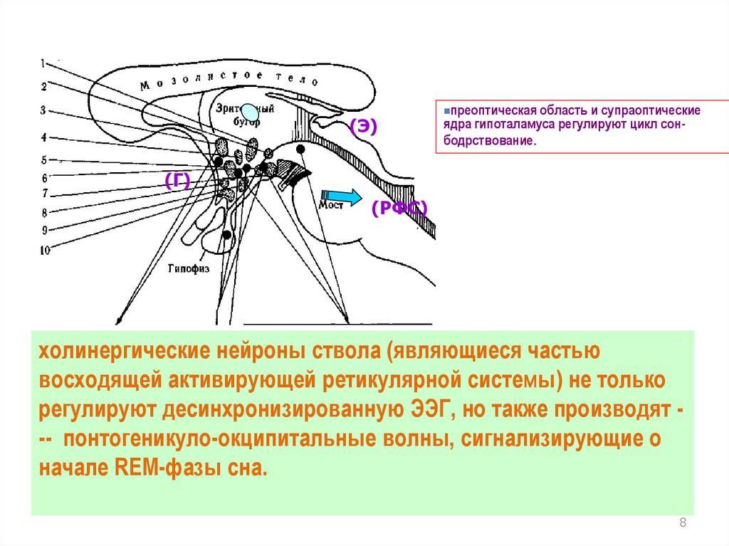 Нейрохимия сна презентация