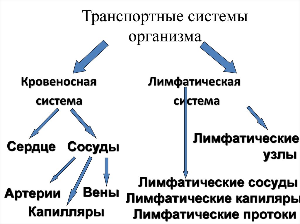 Биология 8 класс транспортные системы организма презентация