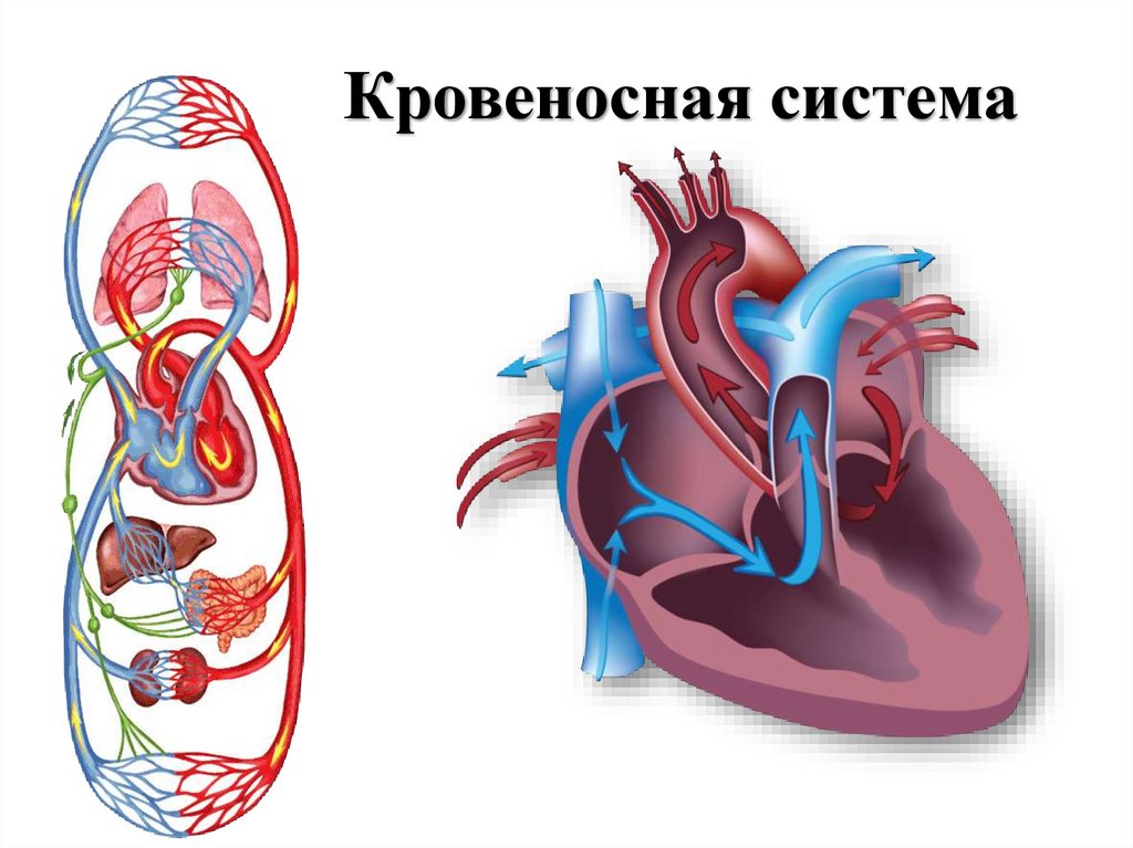 Кровеносная система. Транспортная система организма кровеносная система. Строение кровеносной системы. Кровеносносная система. Кровеносная система фото.