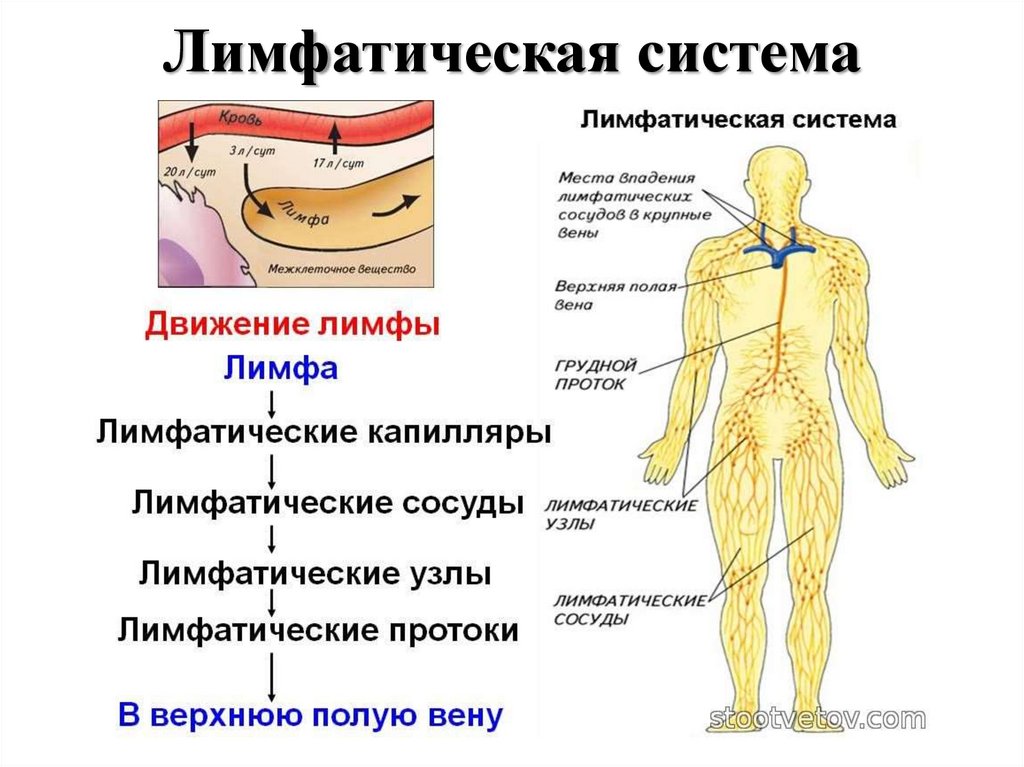 Лимфа система человека схема