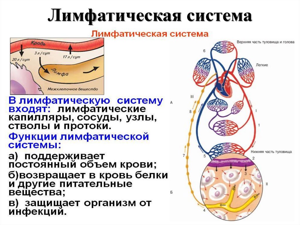 Строение организма человека 8 класс презентация пасечник