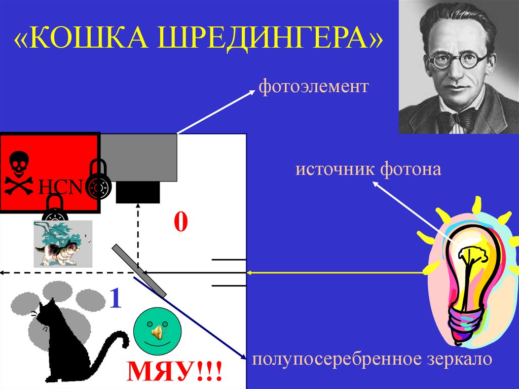 «КОШКА ШРЕДИНГЕРА»