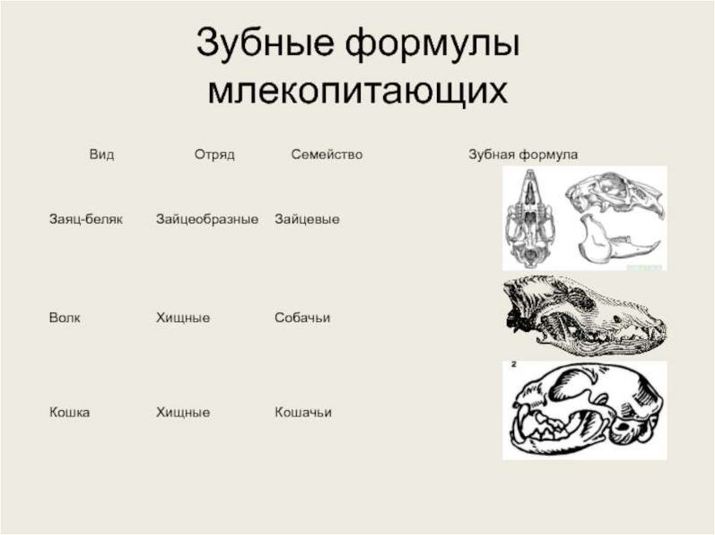 К какому отряду класса млекопитающие относят животных с зубной системой изображенной на рисунке