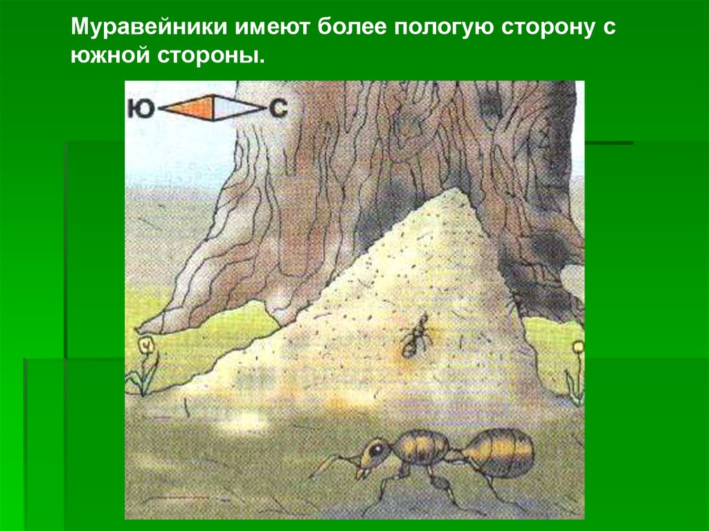 В чем заключается детальное ориентирование. С Южной стороны Муравейник более пологий. Муравейник ориентирование на местности. Ориентировка по местности. Ориентировка по муравейнику.